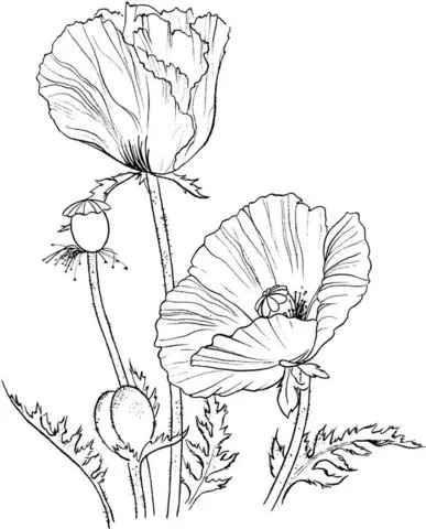 Ausmalbilder von Mohnblumen 7