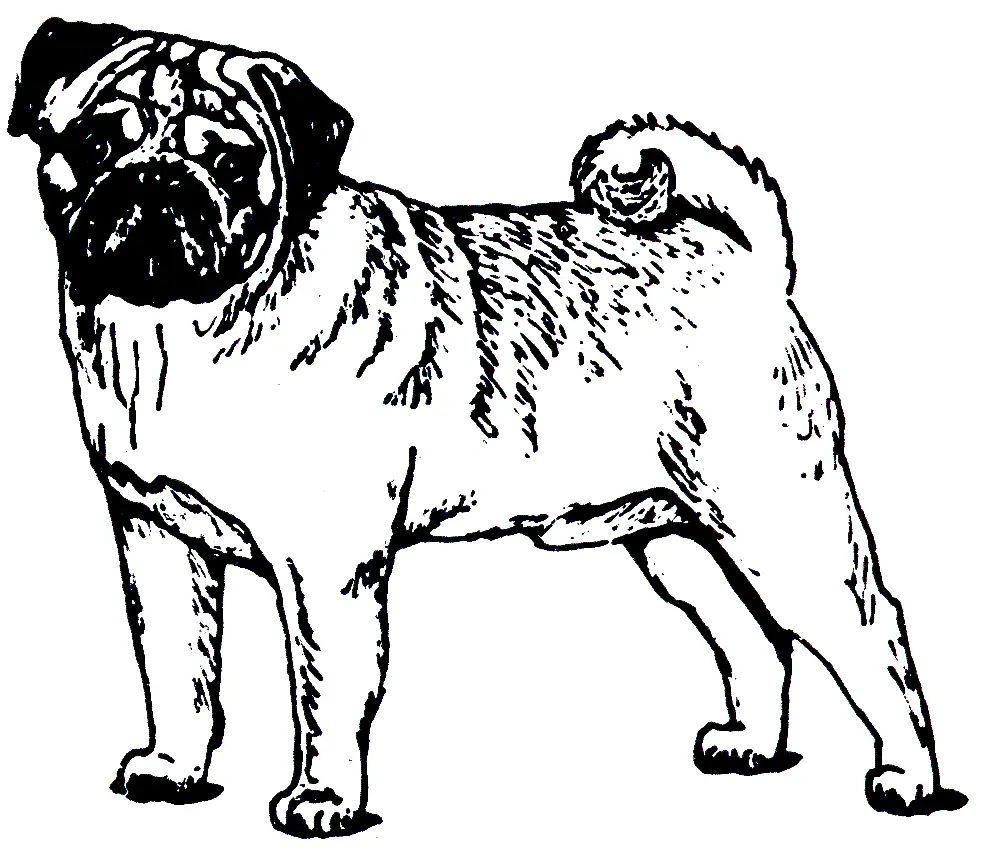 Puppy Dog Pals Coloring Pages 194
