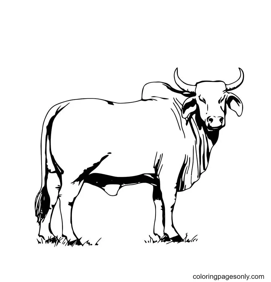 Animales Realistas Para Colorear 1