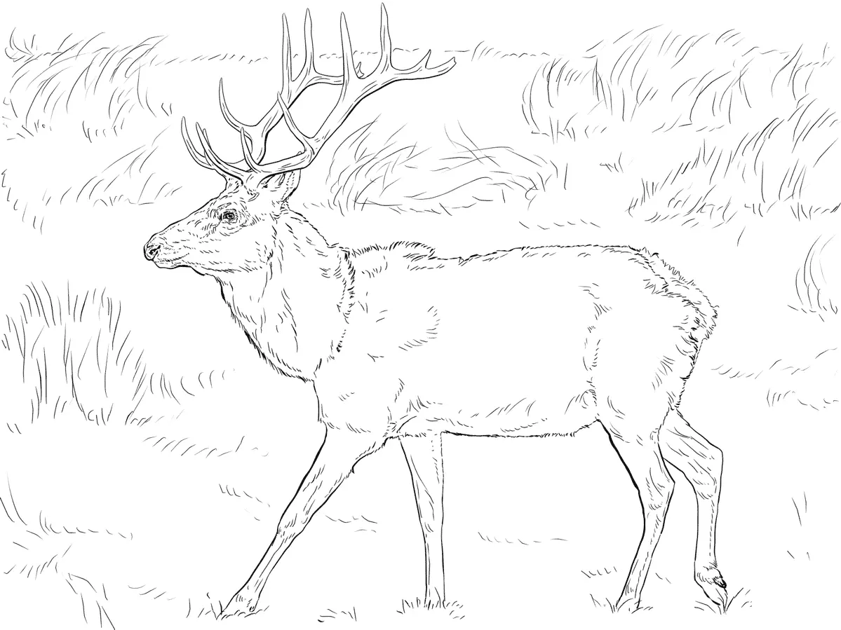 Animales Realistas Para Colorear 22