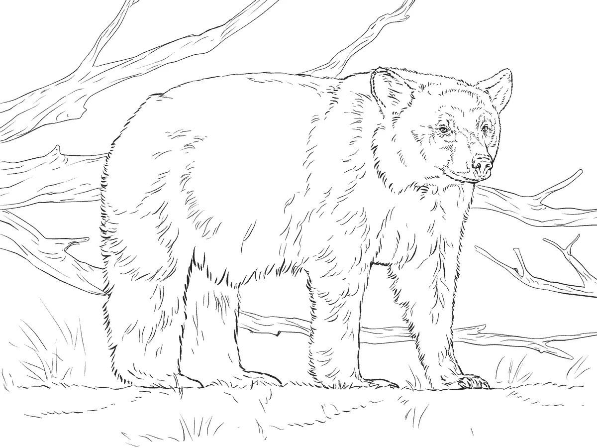 Animales Realistas Para Colorear 29