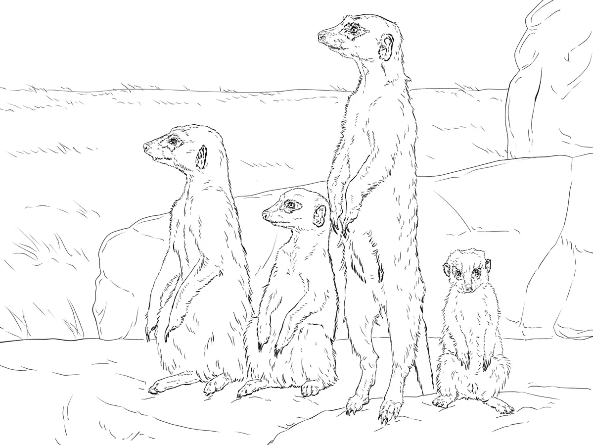 Animales Realistas Para Colorear 39