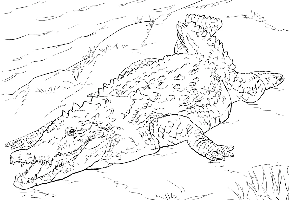 Animales Realistas Para Colorear 58