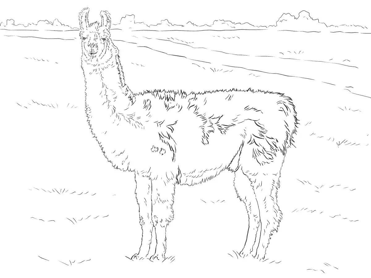 Animales Realistas Para Colorear 68