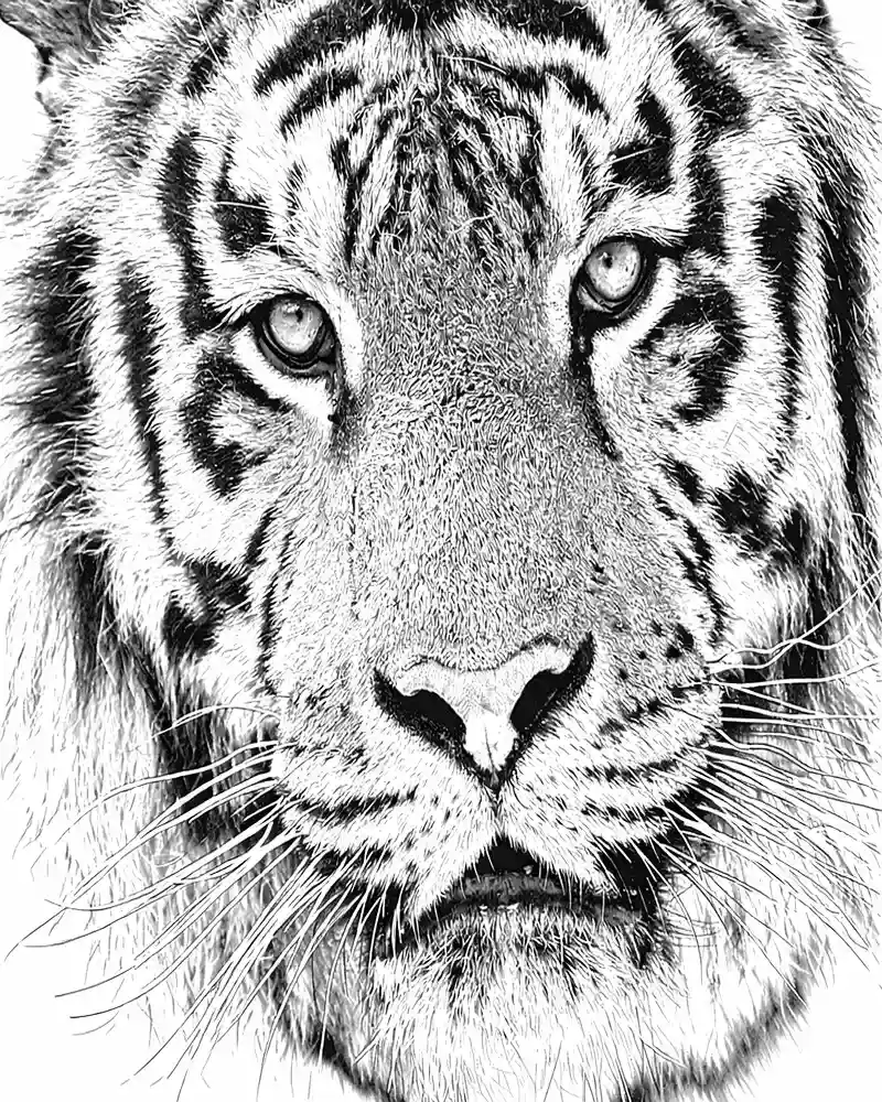 Tigre Realista Paginas para Colorir 6