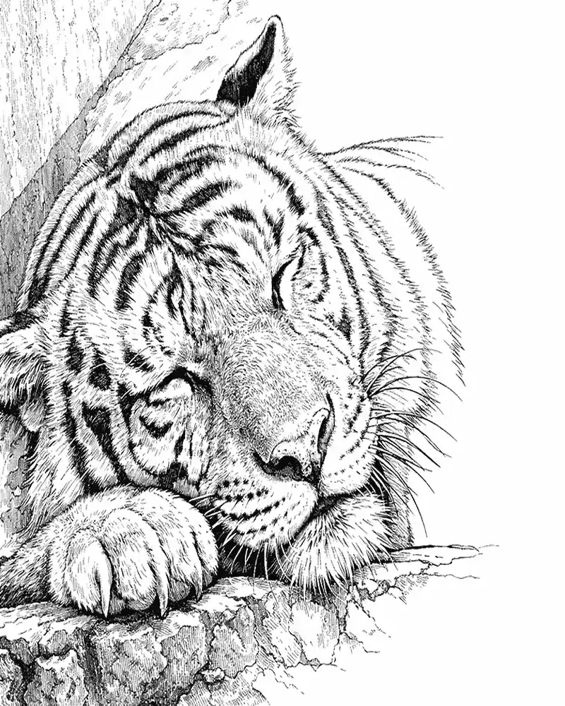 Tigre Realista Paginas para Colorir 7