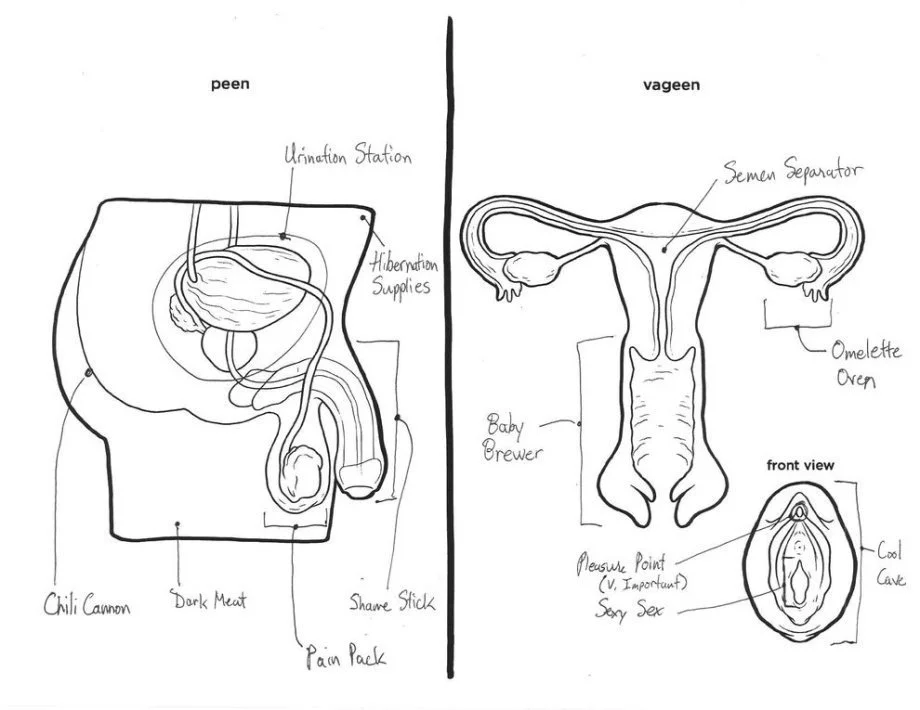 Reproductive System Coloring Pages