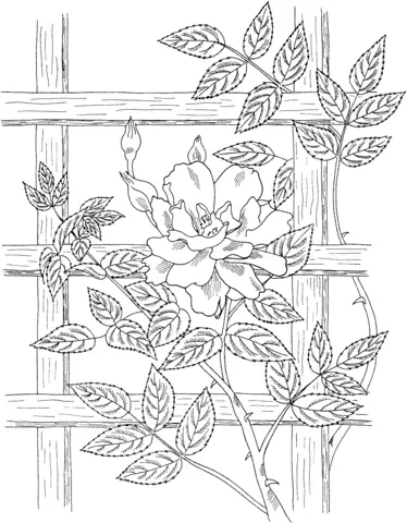 Roses Coloring Pages 29
