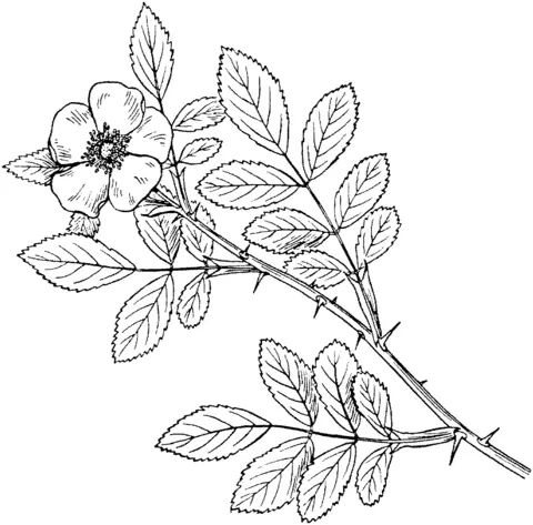 Roses Coloring Pages 56