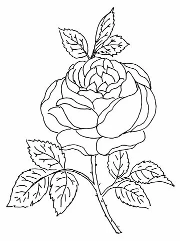 Roses Coloring Pages 71