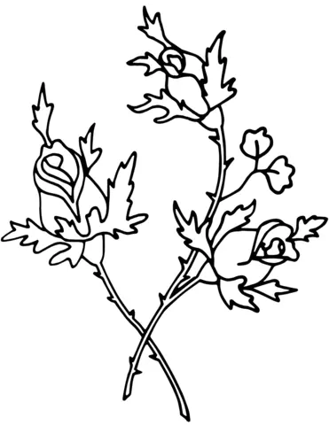 Roses Coloring Pages 75