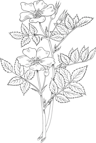 Roses Coloring Pages 83