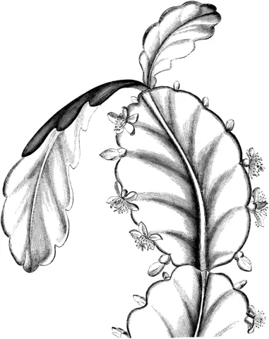 Schlumbergera Ausmalbilder 3