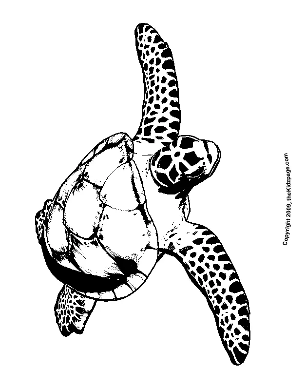 Desenhos de Tartarugas Marinhas Para Colorir 13