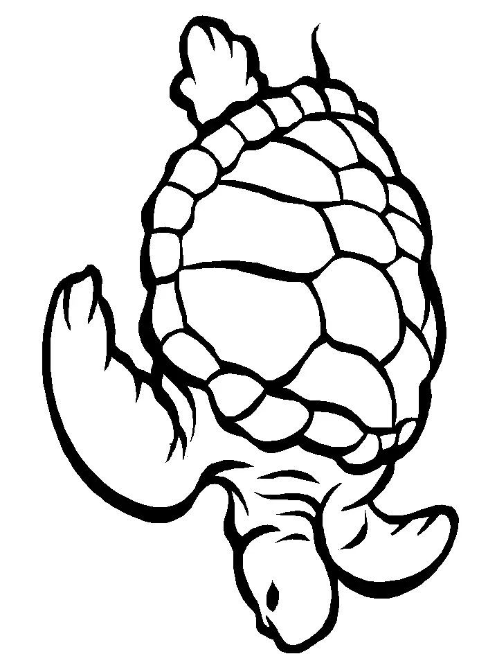 Desenhos de Tartarugas Marinhas Para Colorir 18