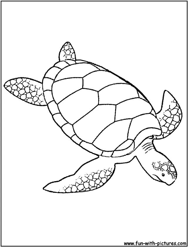 Desenhos de Tartarugas Marinhas Para Colorir 32
