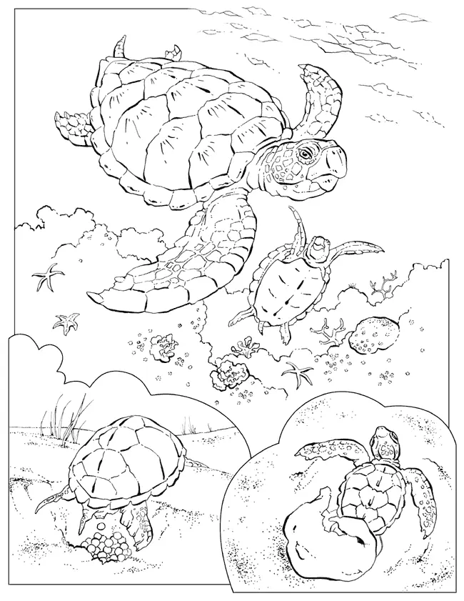 Desenhos de Tartarugas Marinhas Para Colorir 8