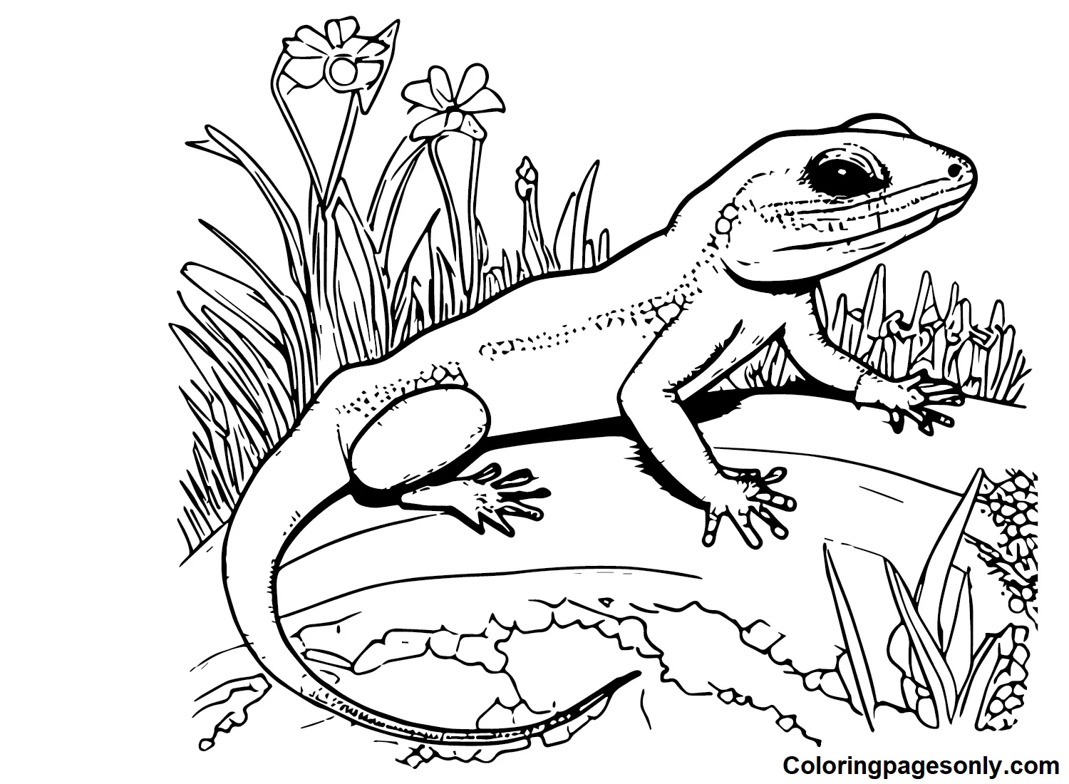 Desenhos de Skink Para Colorir 1