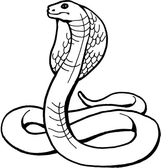 Schlangen Ausmalbilder 21