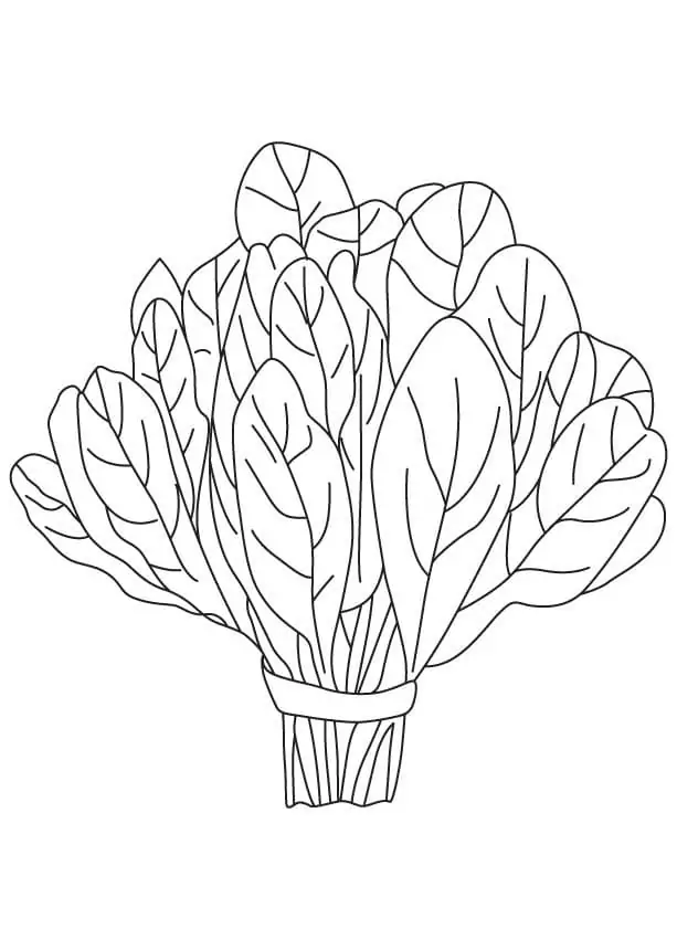 Spinach Coloring pages 2