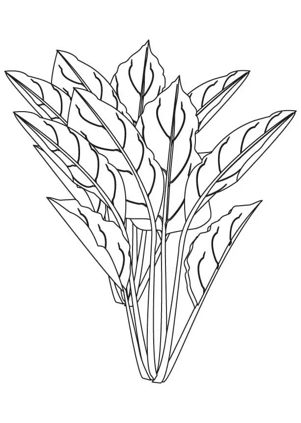 Espinafre Para Colorir 3