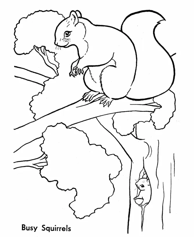 Desenhos de Esquilo Para Colorir 7