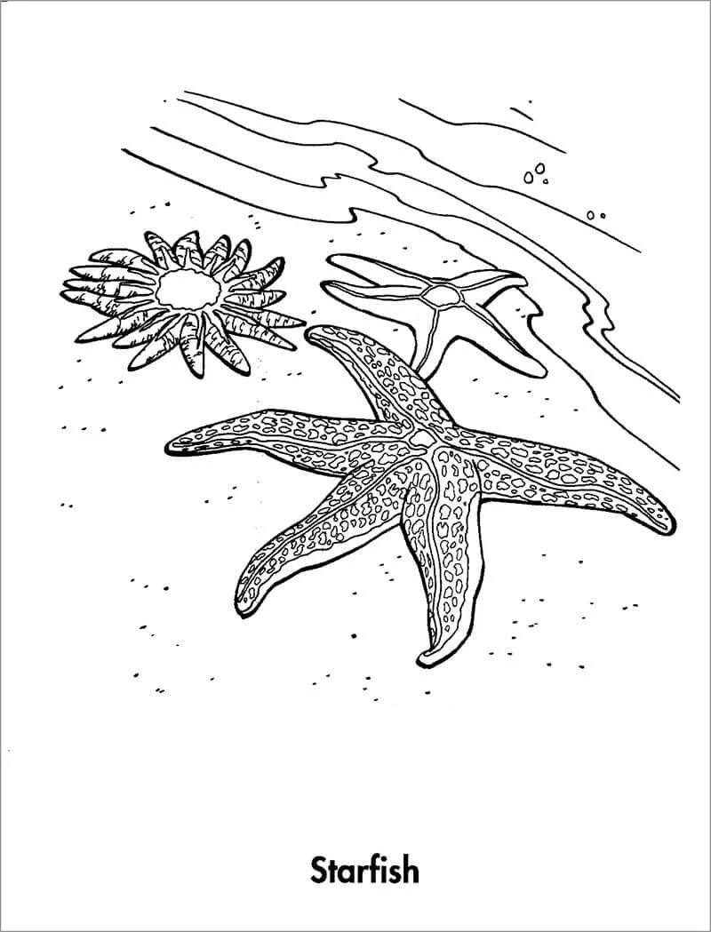 Starfish Coloring Pages 48