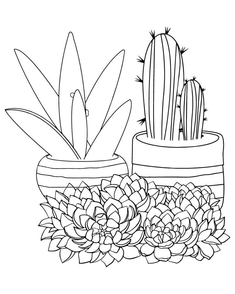 Suculentas Paginas para Colorir 1