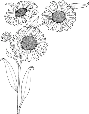 Sonnenblumen Ausmalbilder 8