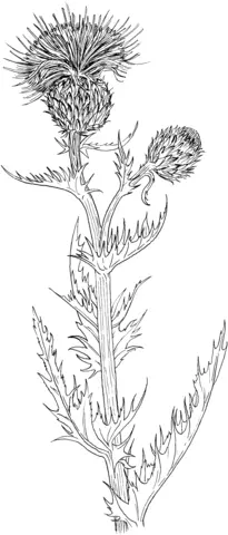 Desenhos de Cardo Para Colorir 4