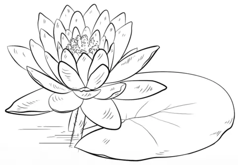 Water lily Coloring Pages 15