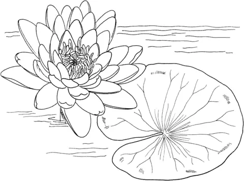 Water lily Coloring Pages 21