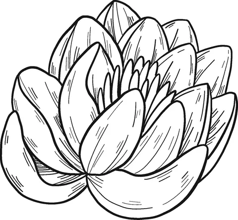 Water lily Coloring Pages 25