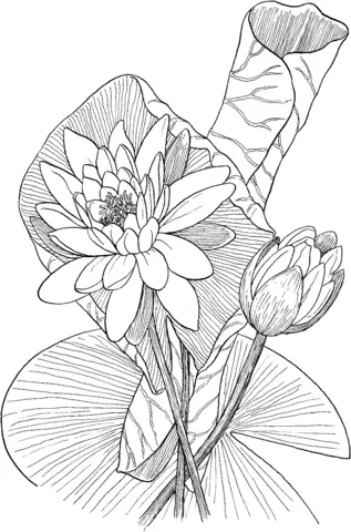 Water lily Coloring Pages