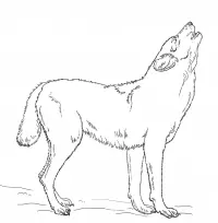 Wolf Ausmalbilder 119