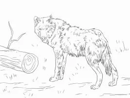 Wolf Ausmalbilder 125