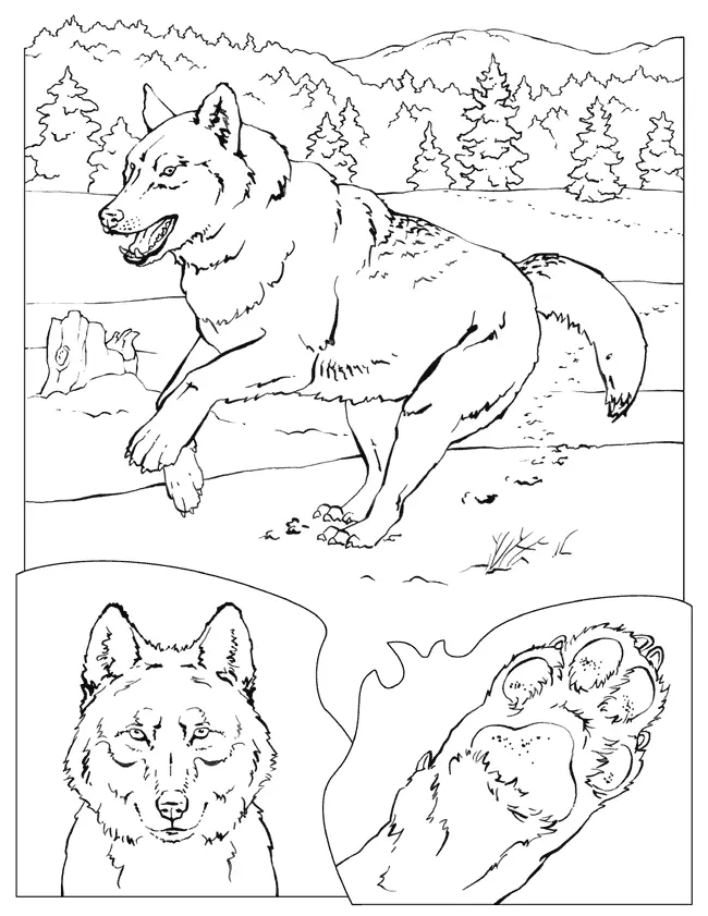 Wolf Ausmalbilder 45